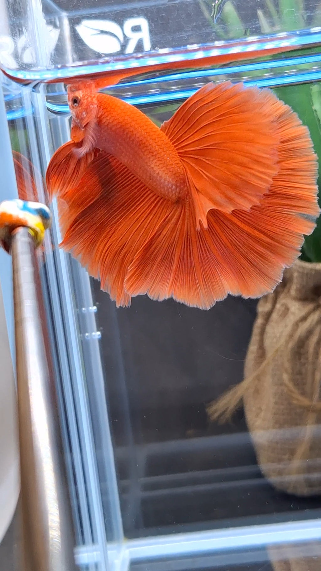 Over Halfmoon Red Solid Premium Betta Fish Male