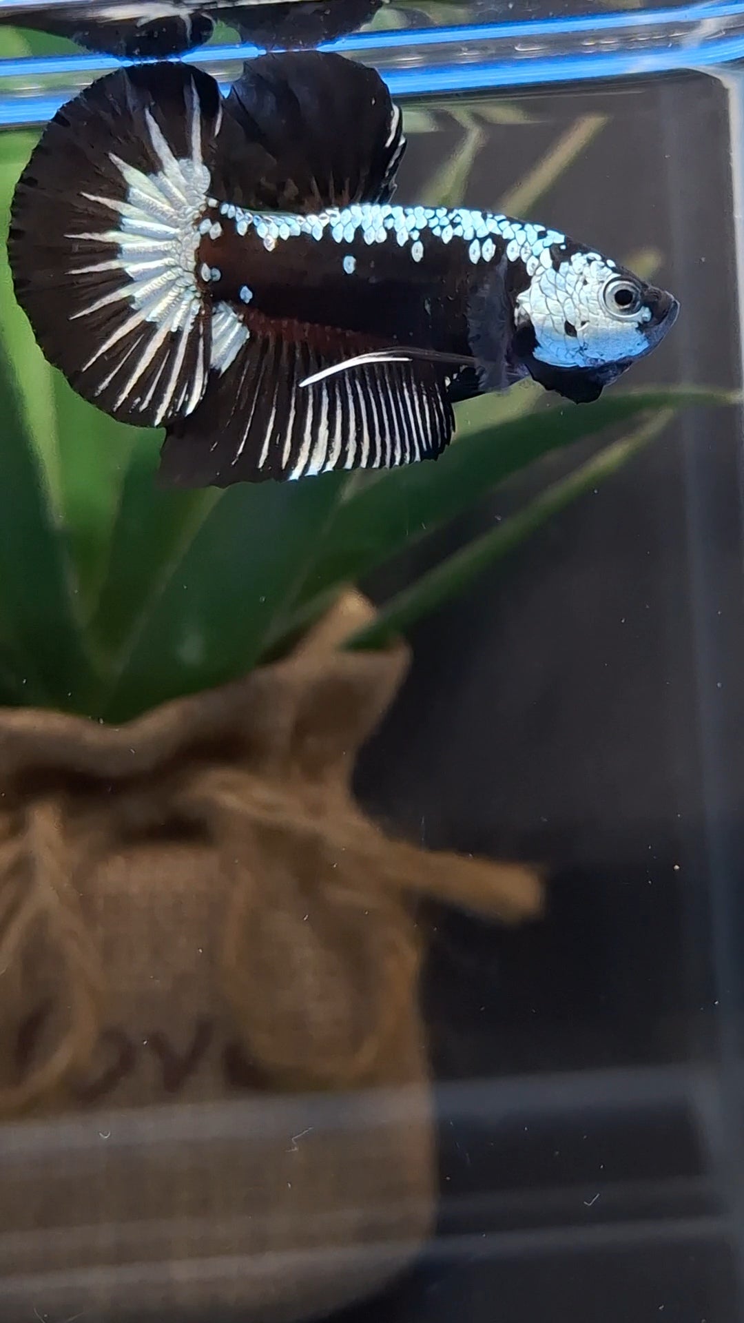 Samurai Black Mamba Snow Plakat HMPK Betta Fish Male