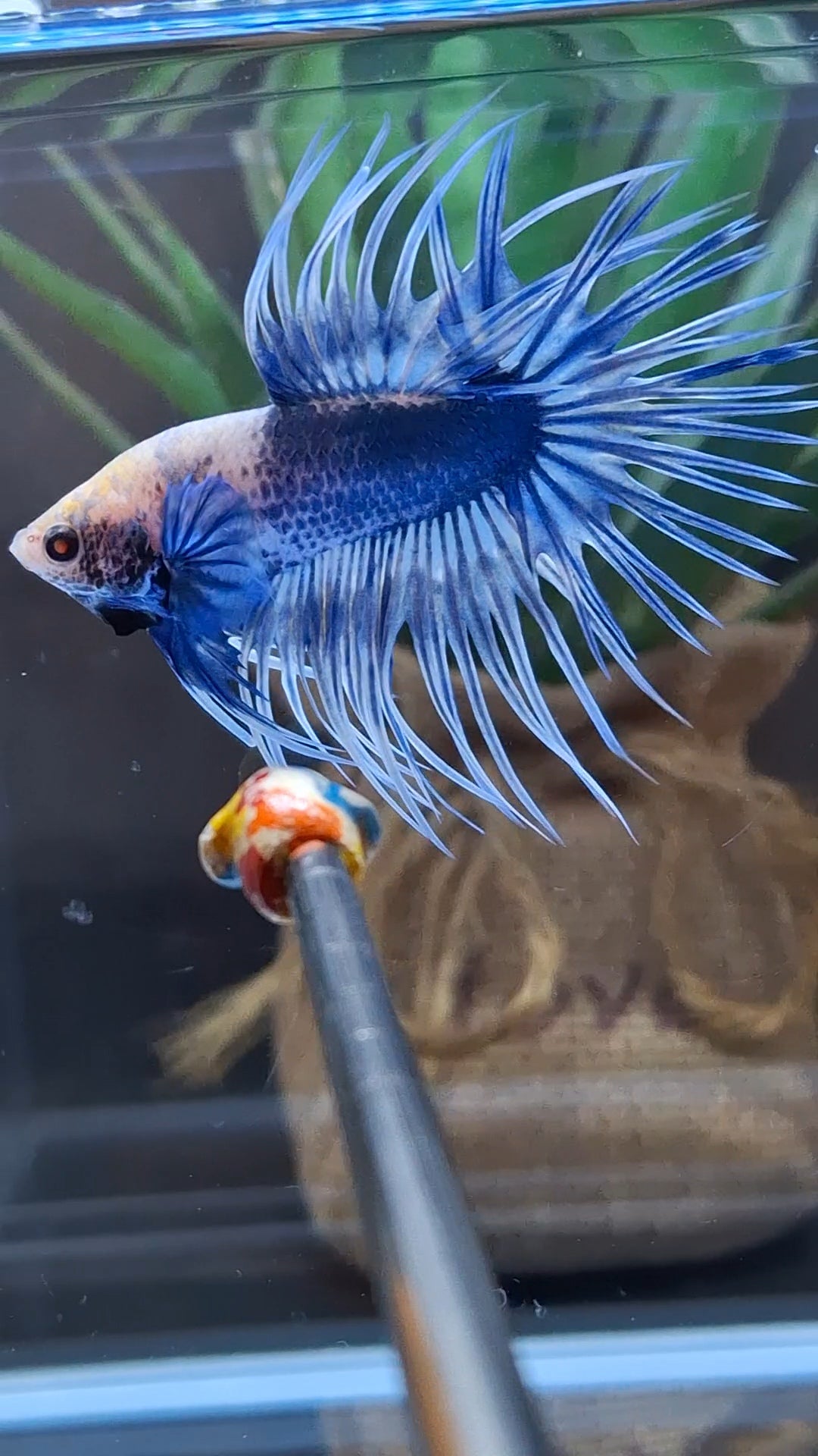 Crowntail Grizzle Betta Fish Male