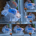 Halfmoon King Feathertail Monkay Face Fancy Rare Betta Fish Male
