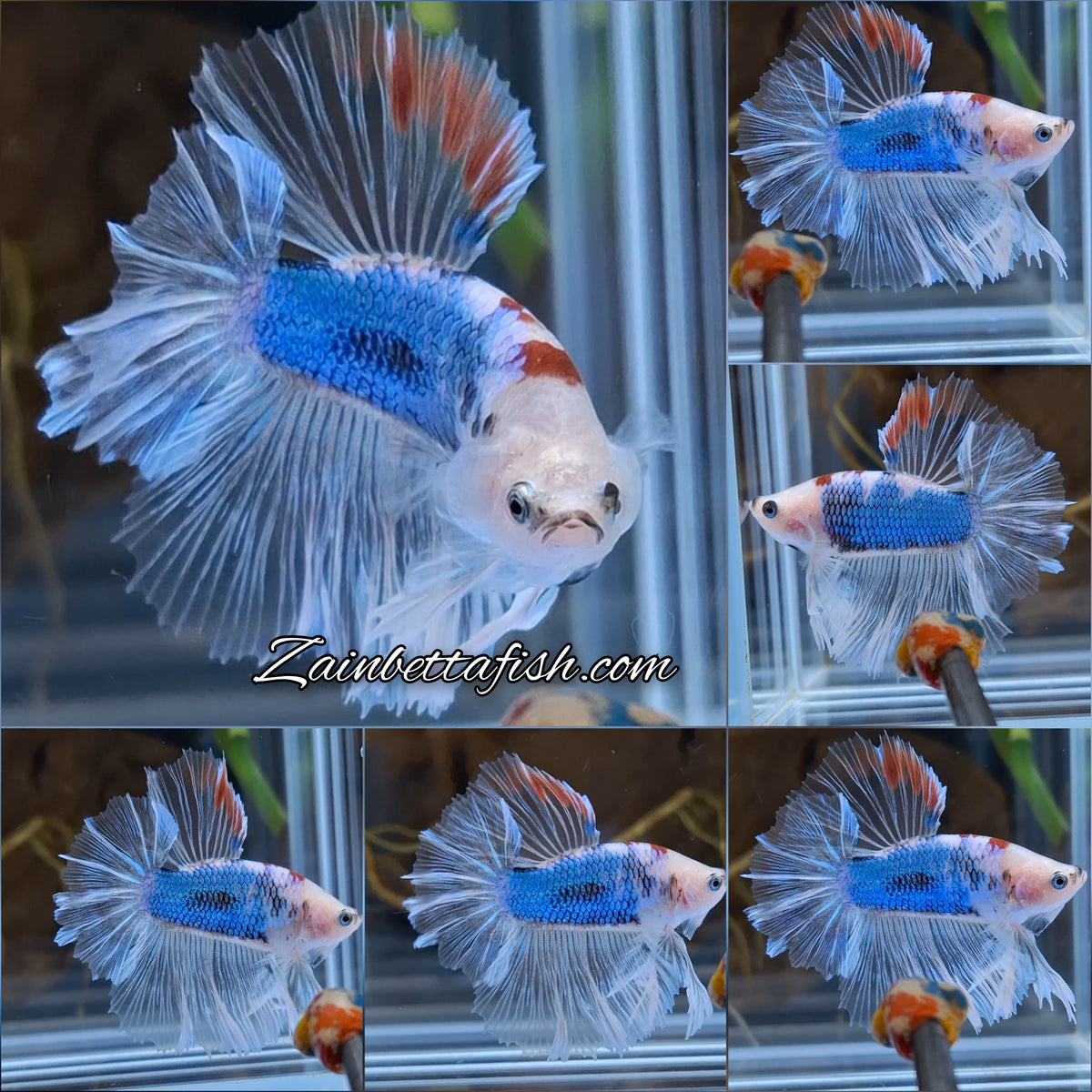 Halfmoon King Feathertail Monkay Face Fancy Rare Betta Fish Male